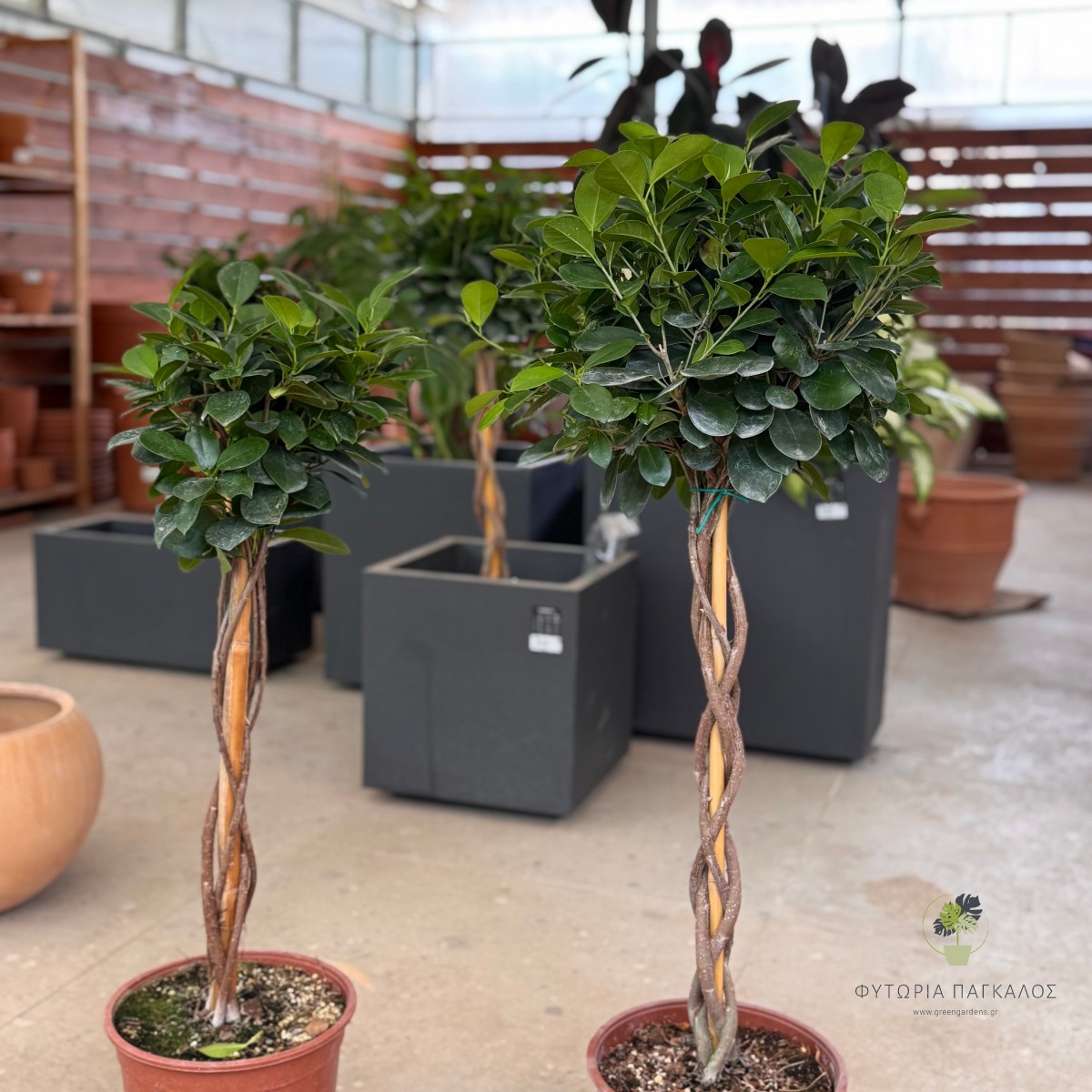 Φίκος Μοκλαϊμ (Ficus microcarpa 'Moclame')  - 3